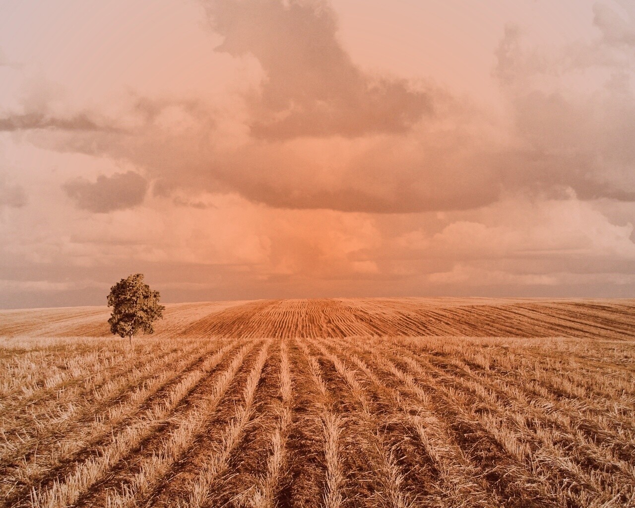 Дерево в поле обои