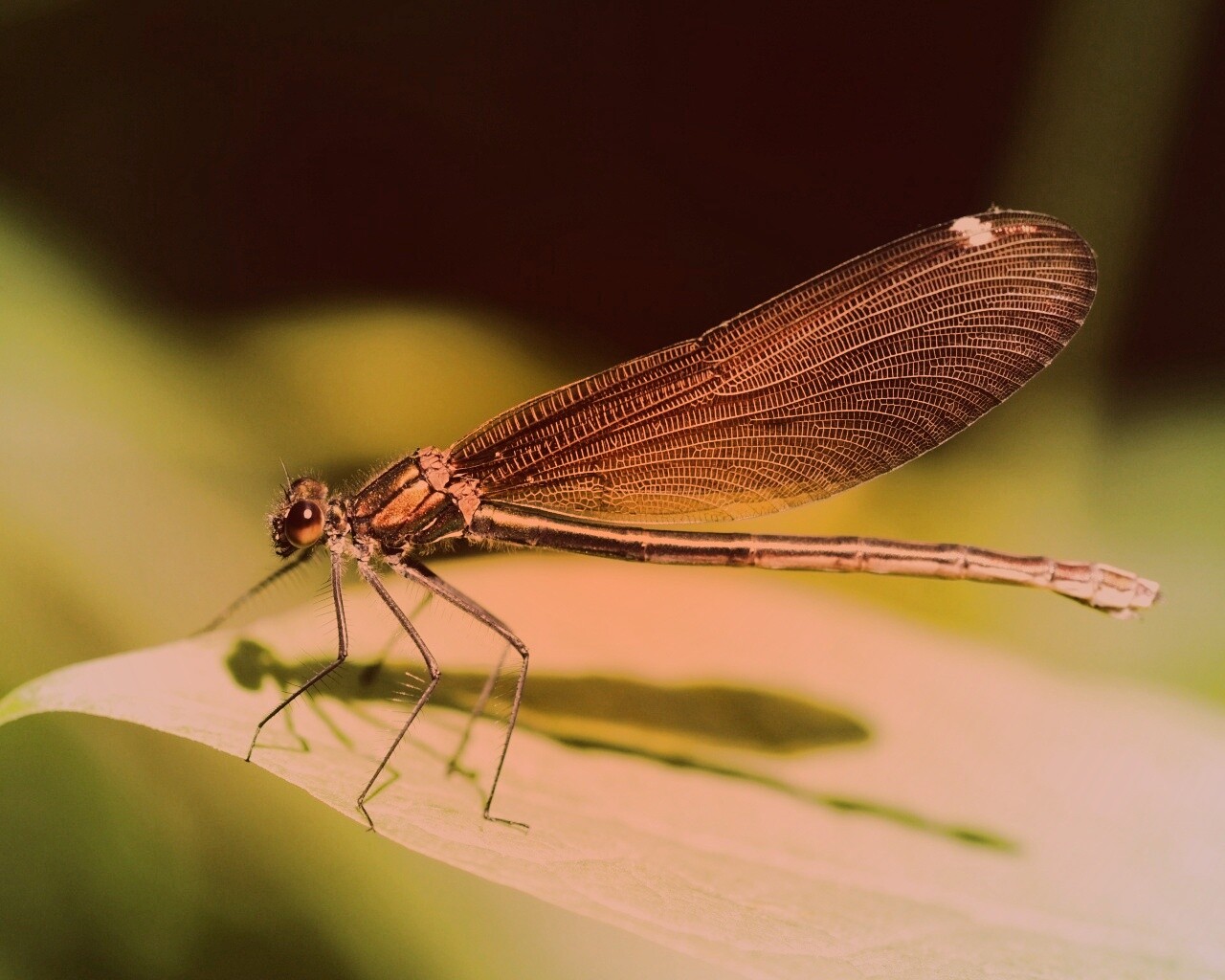 Стрекоза на листе обои