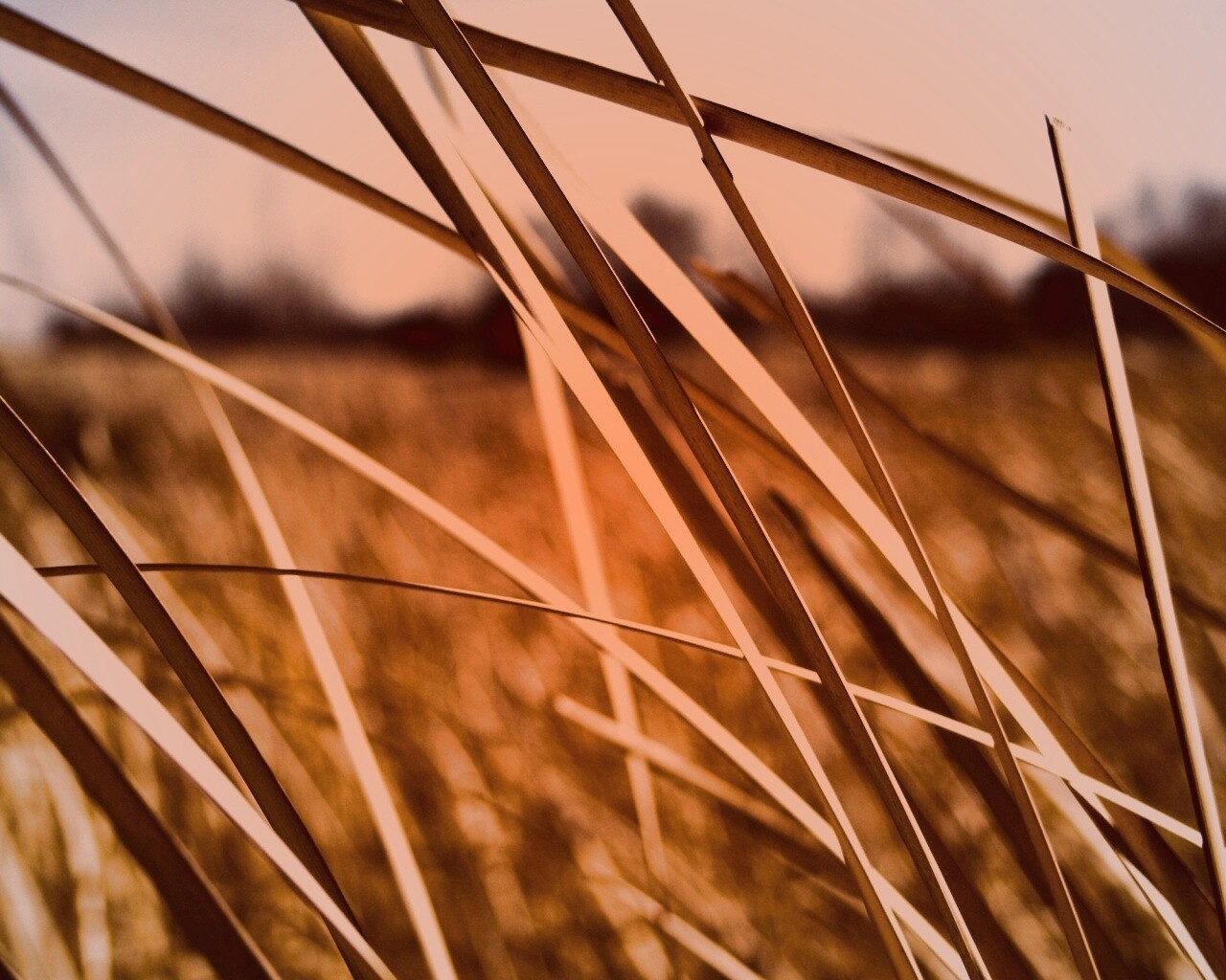 Желтая трава обои