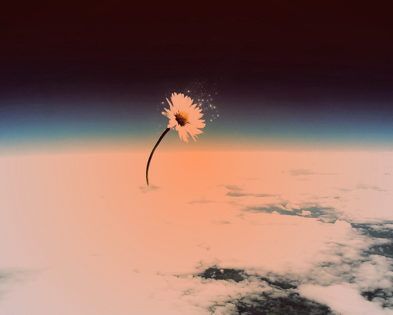 Ромашка в стратосфере обои