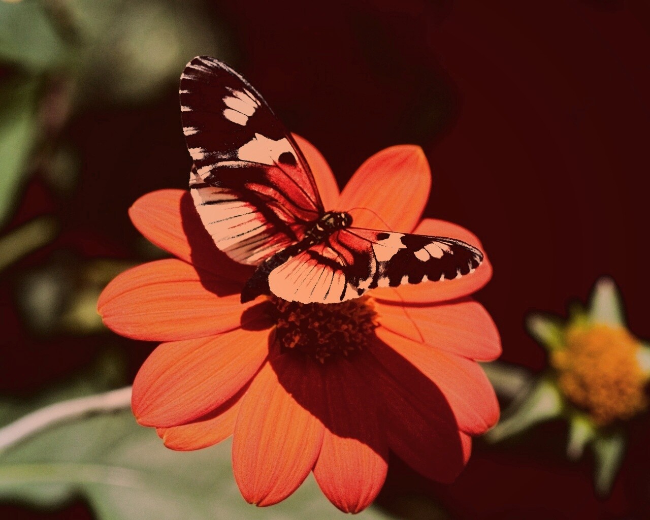 Бабочка на цветке обои