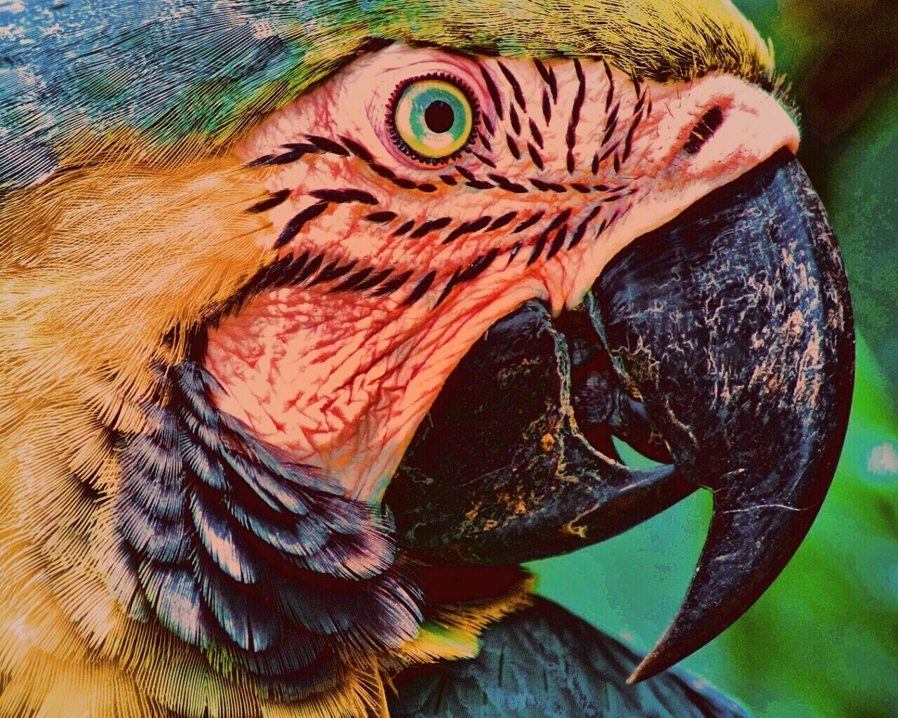 Попугай обои