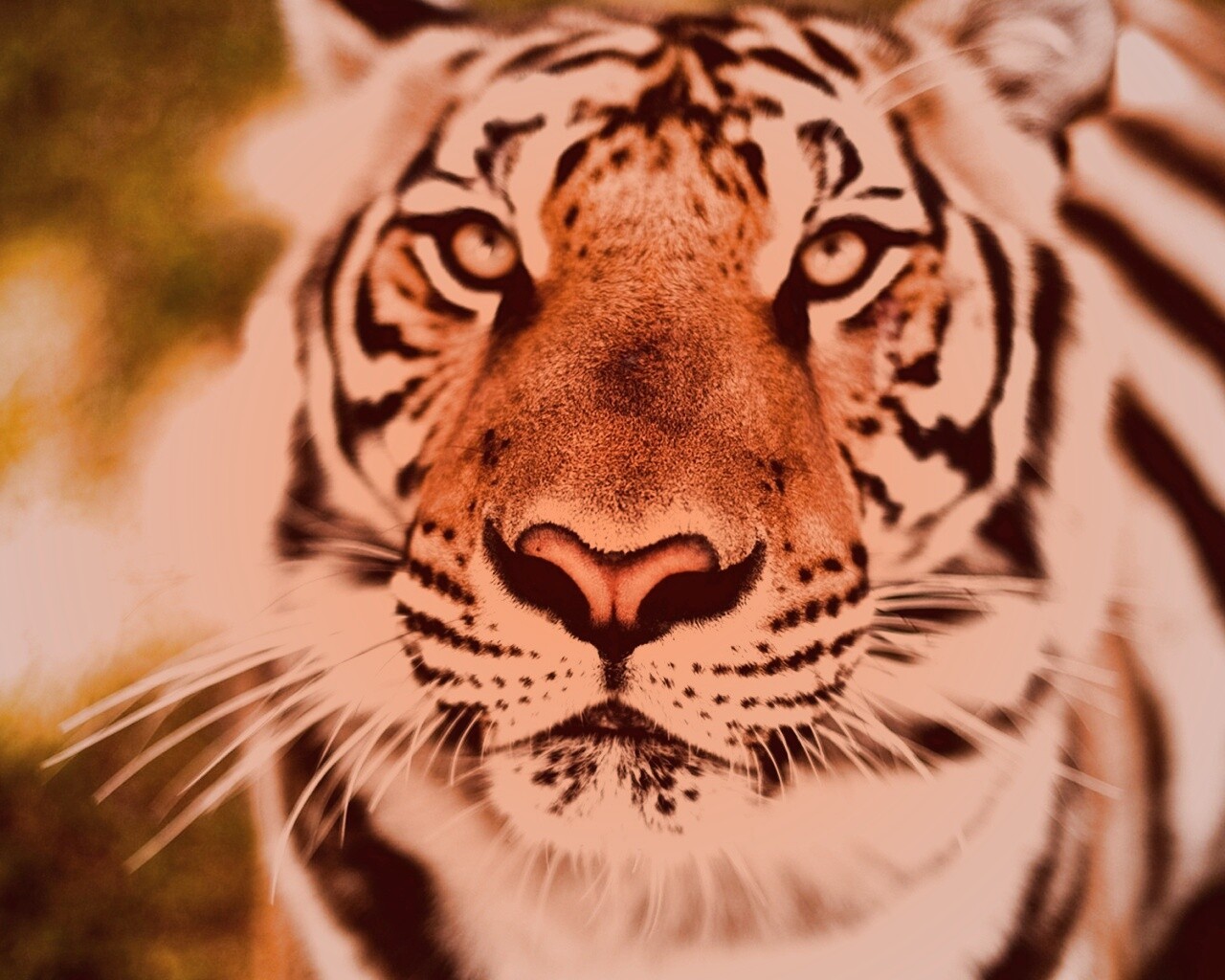 Красавец тигр обои