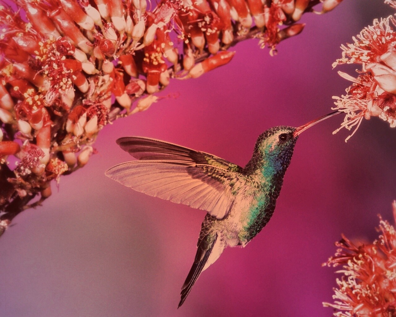 Колибри обои