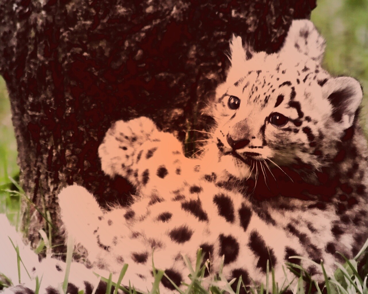 Котенок большой дикой кошки обои