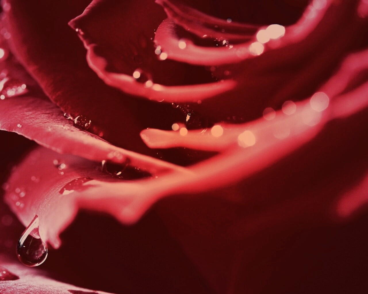 Капли на лепестках розы обои