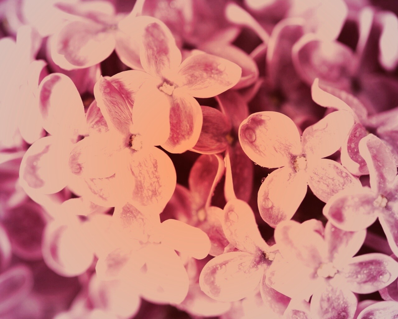 Цветы сирени обои