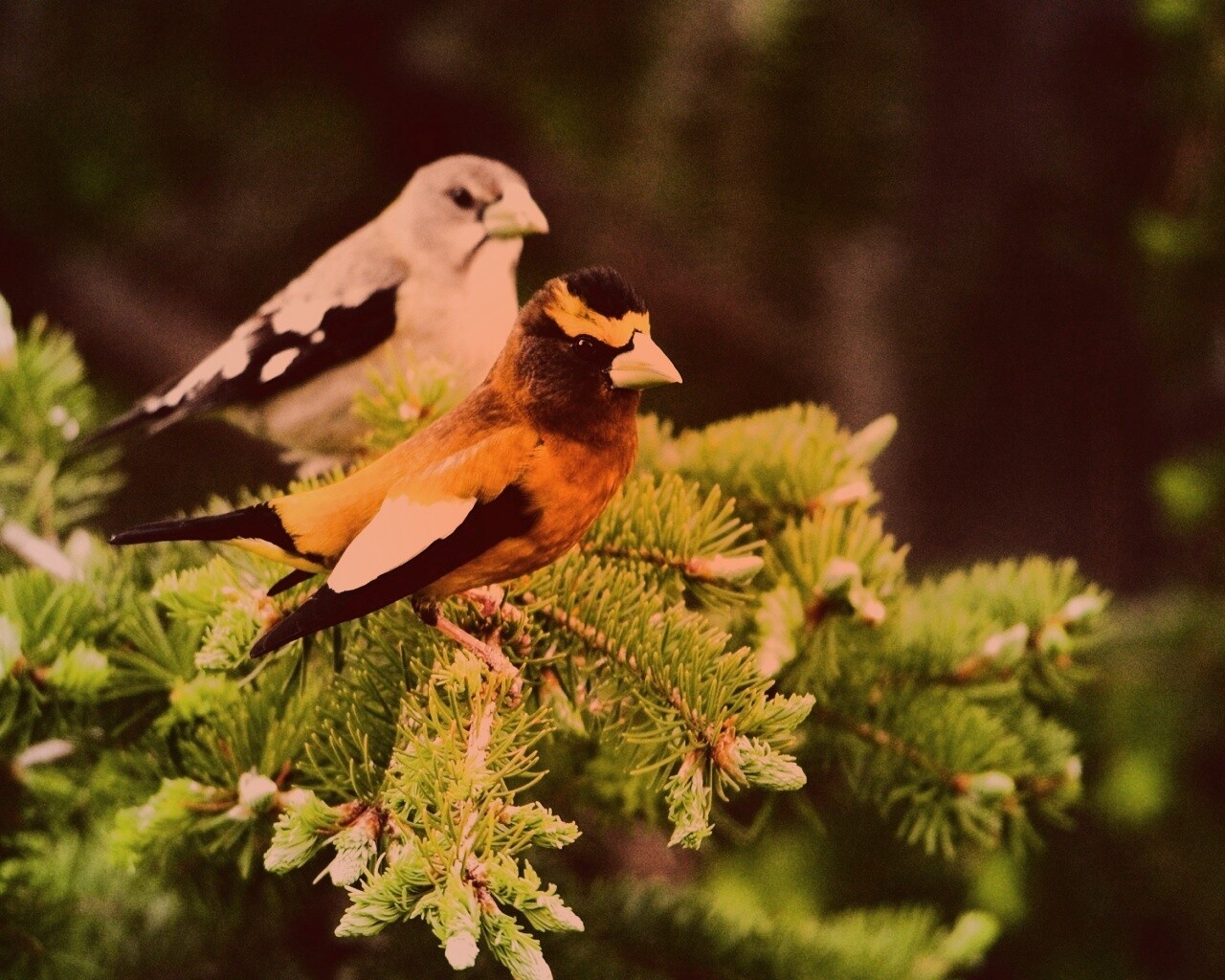 Птички с зелёными клювами обои