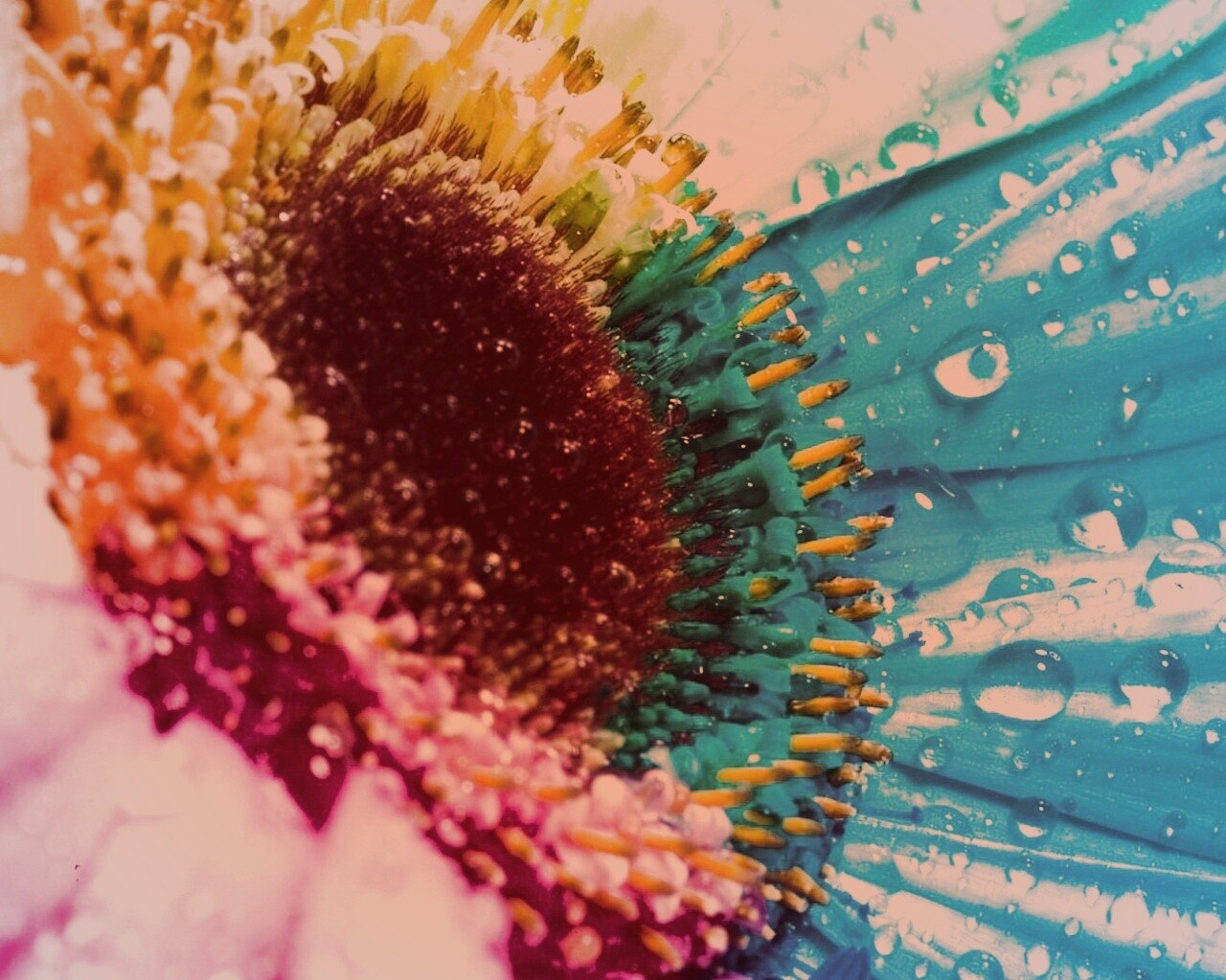 Цветик семицветик обои