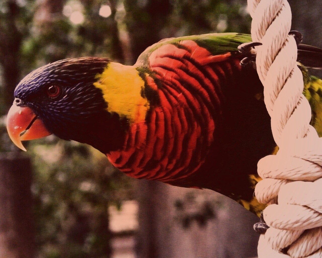 Попугай на канате обои