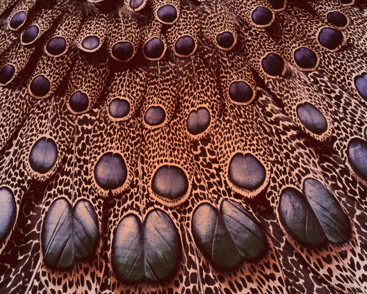 Хвост павлина обои