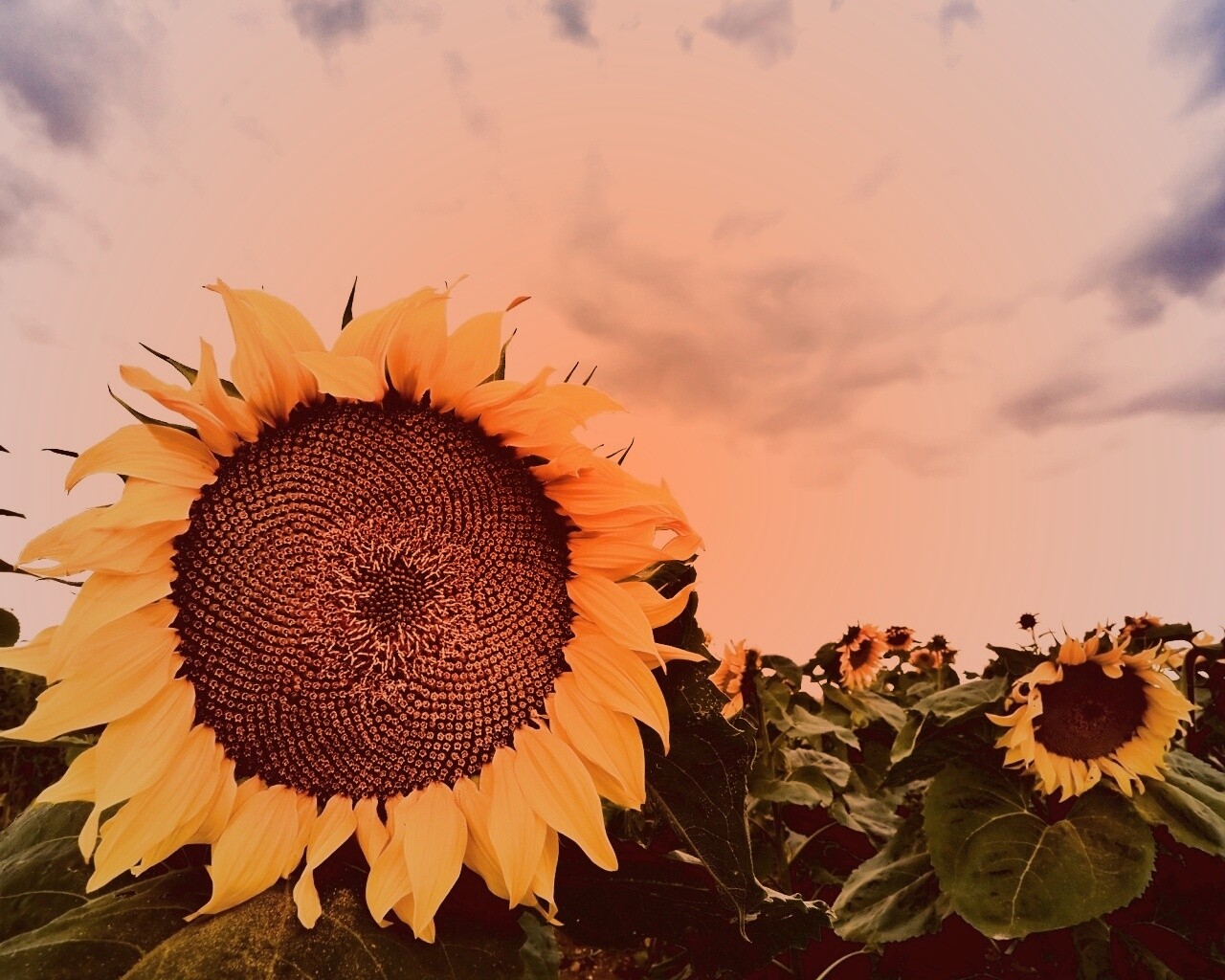 Подсолнухи обои