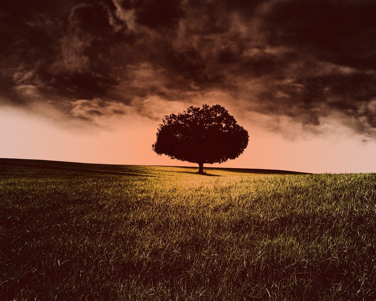 Одинокое дерево под грозовым небом обои