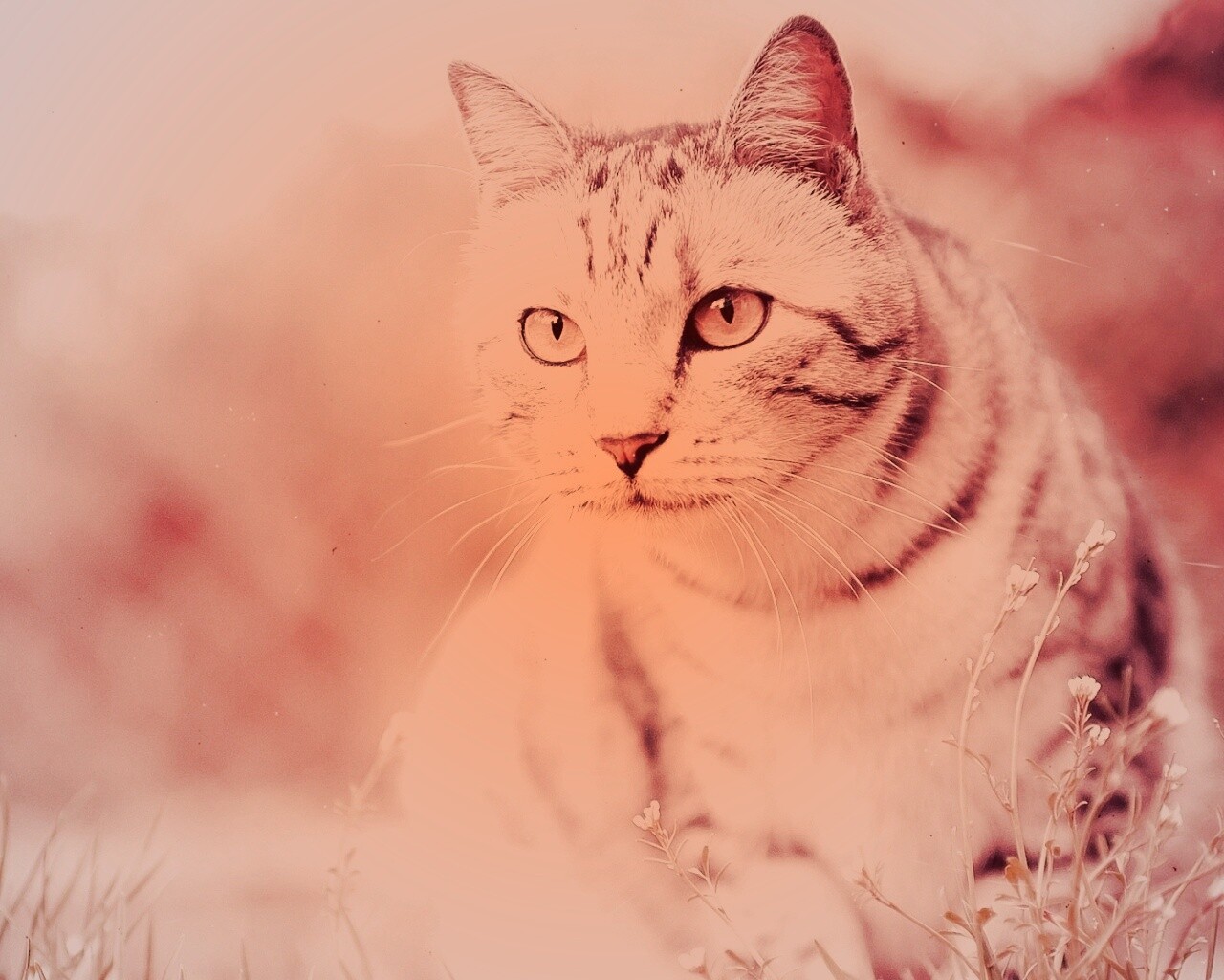 Кот в теплых тонах обои