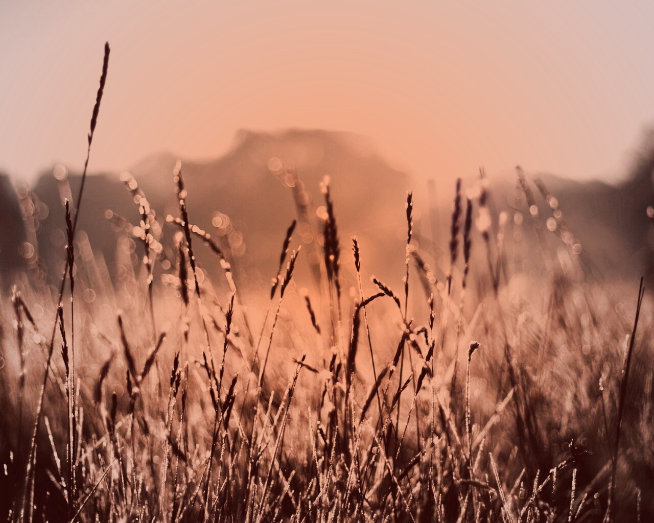 Поле пшеницы обои