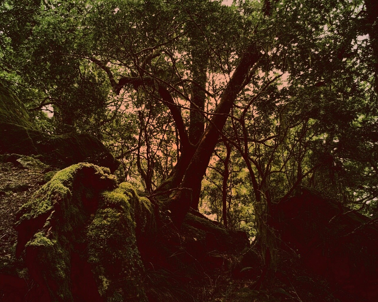 Чаща мшистого леса обои