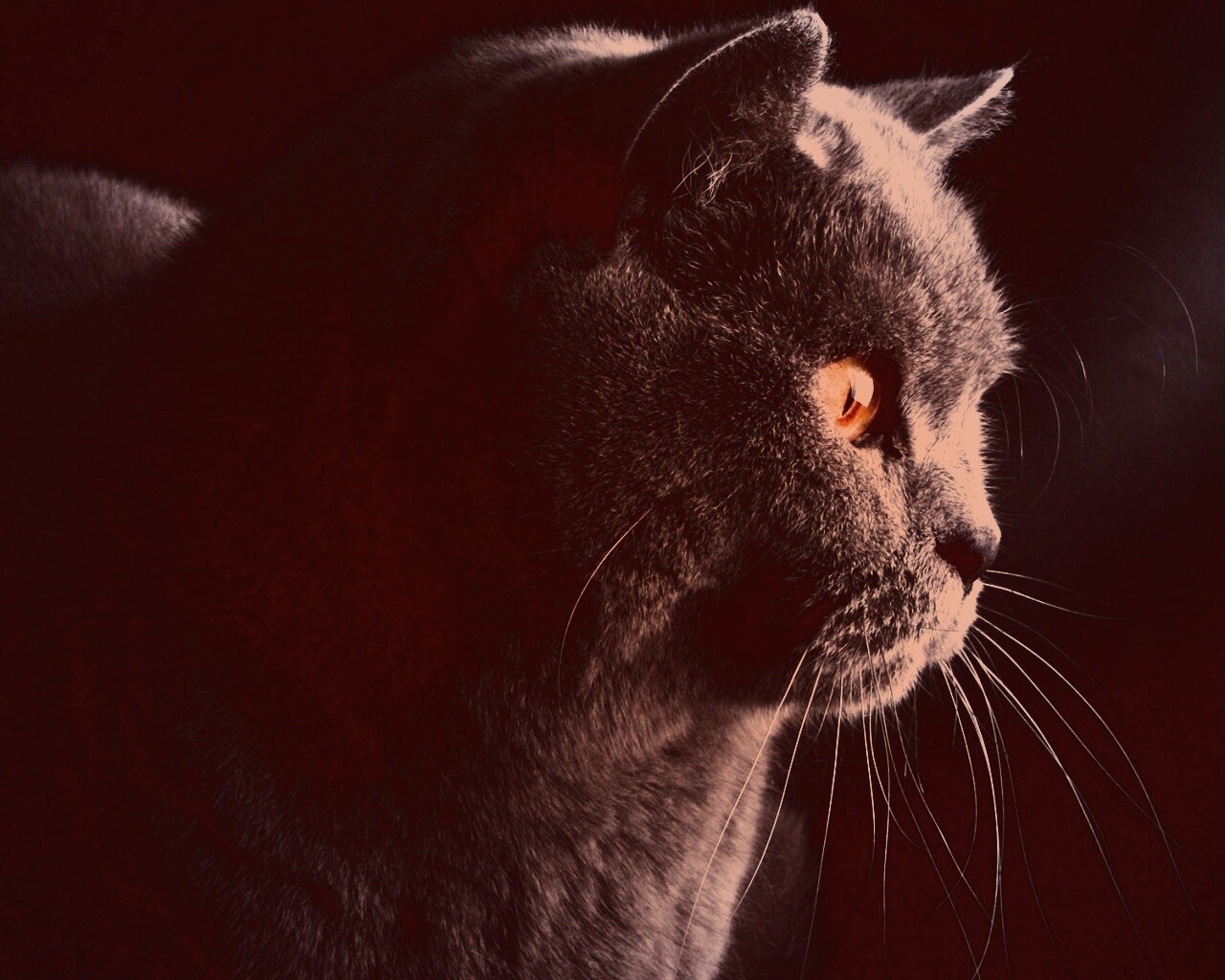 Плюшик  обои