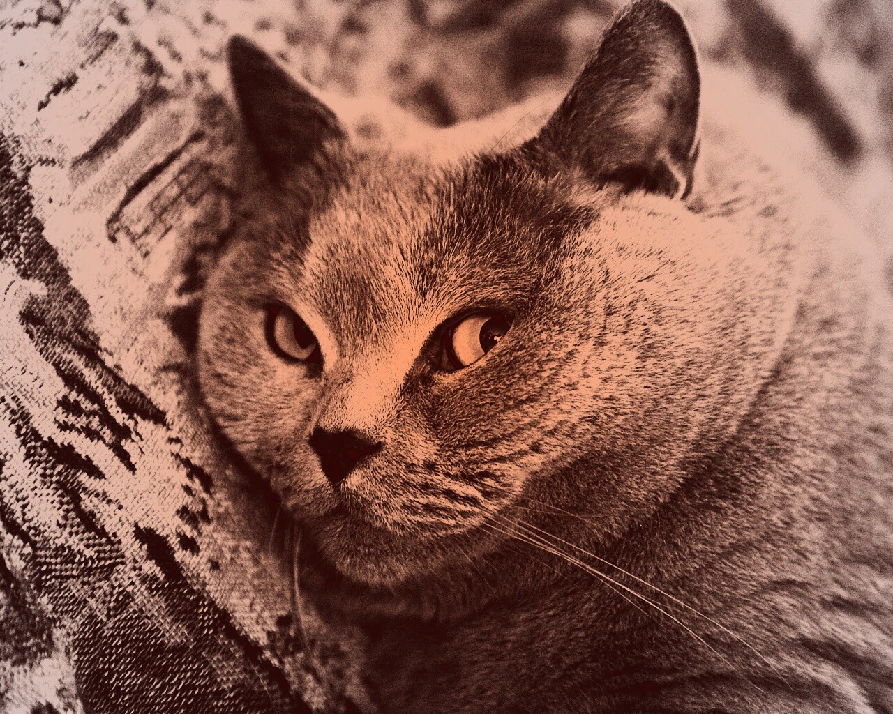 Щекастый британский котик обои