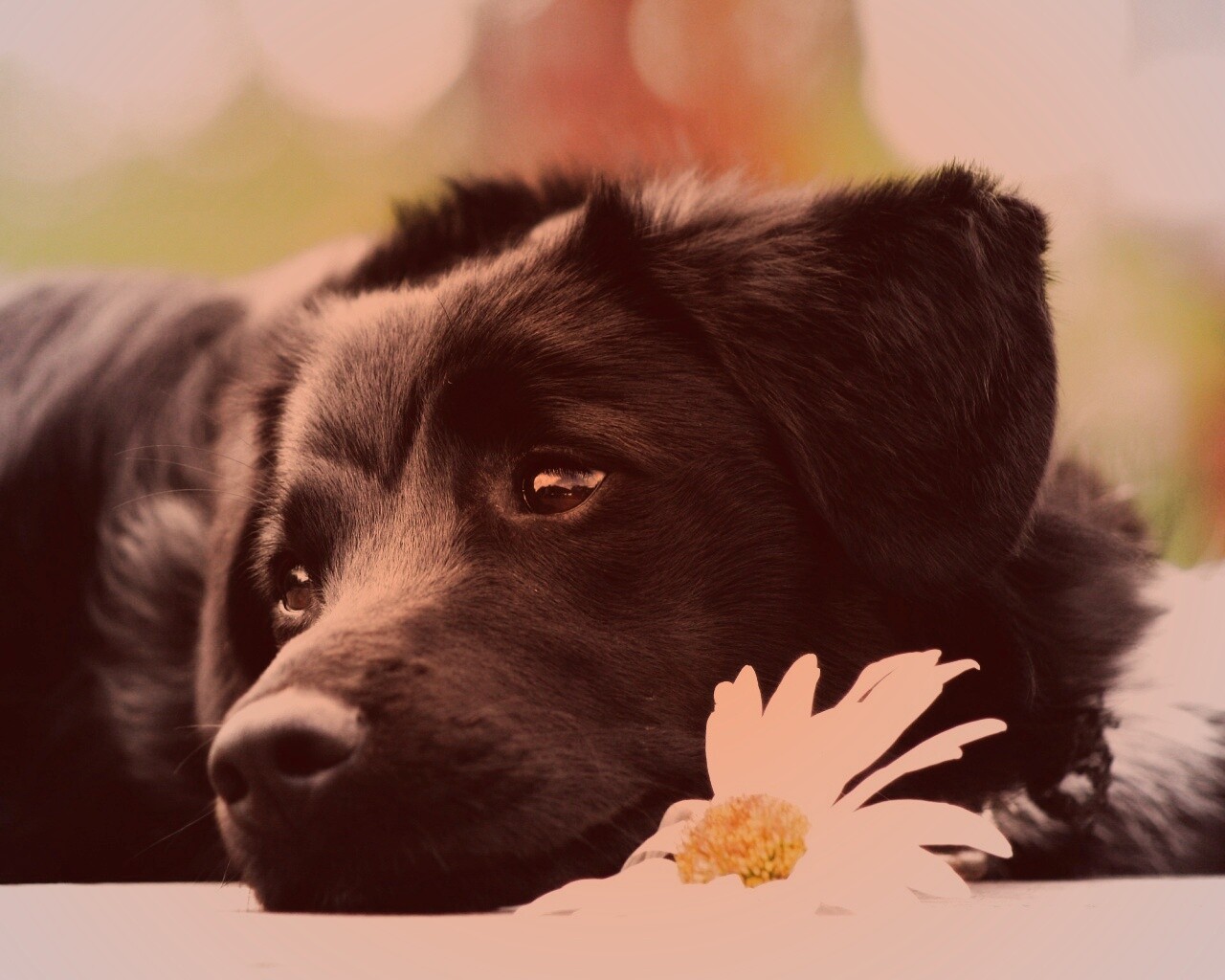 Собака с ромашкой обои