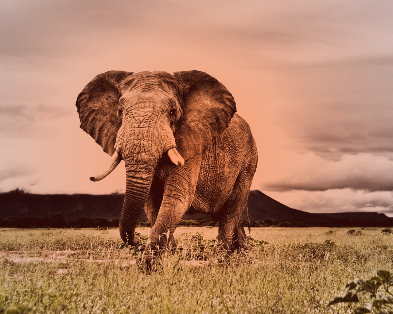 Слон на прогулке обои