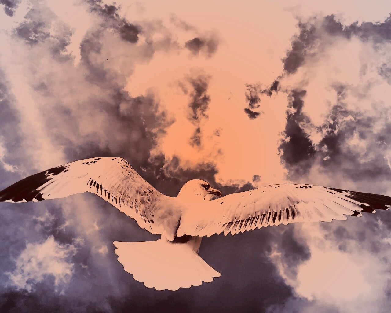 Гордая птица в полете обои