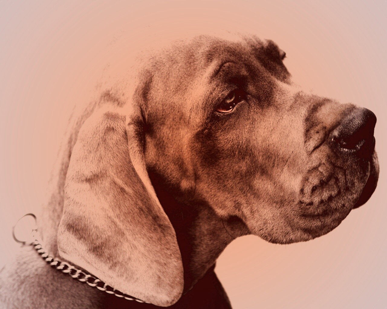 Грустная собака обои