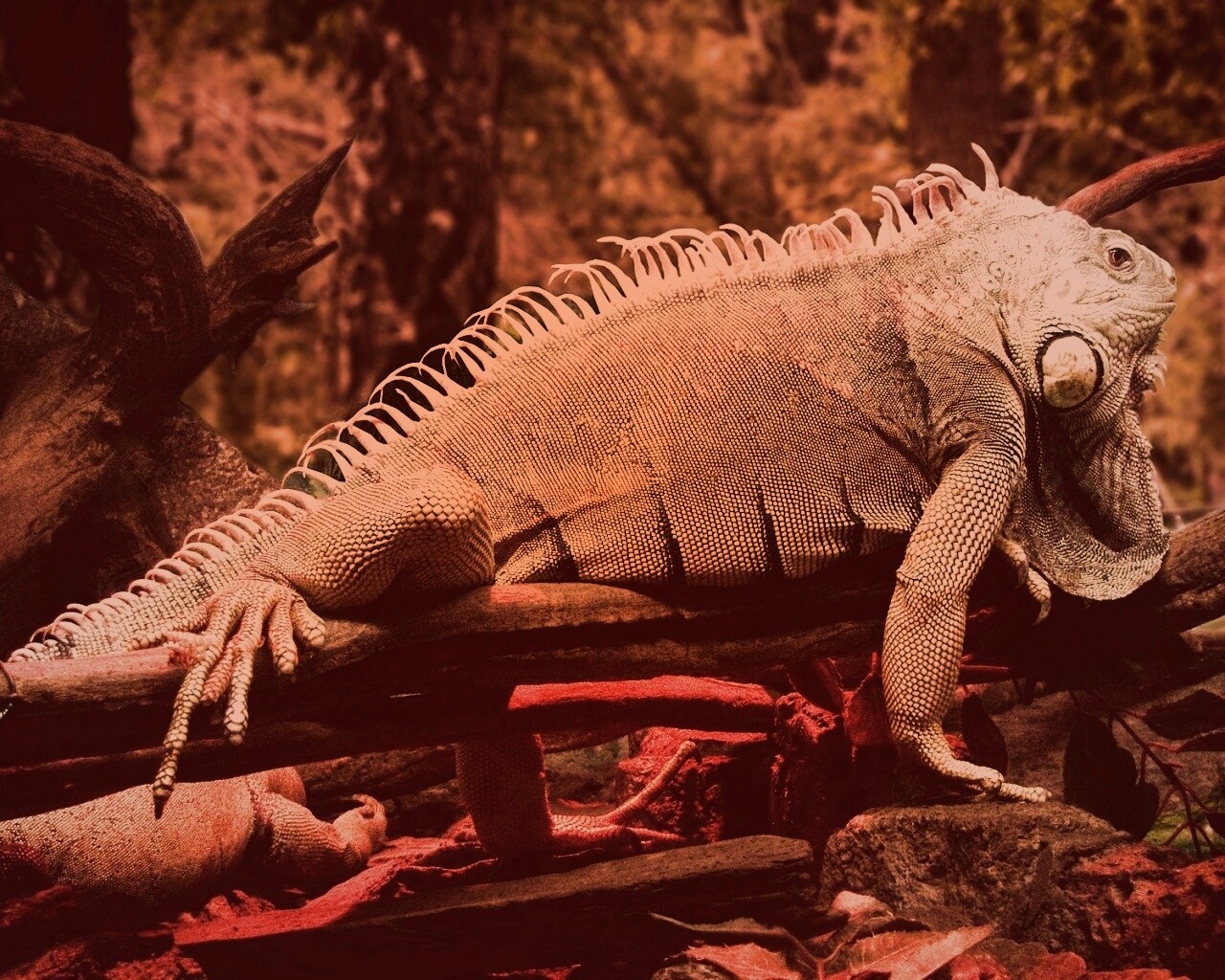 Большая игуана обои