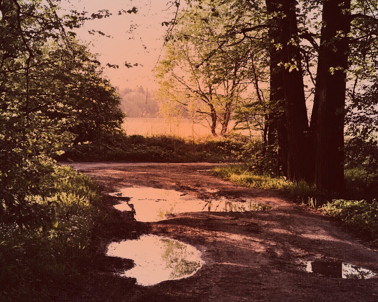 Лесная дорога обои