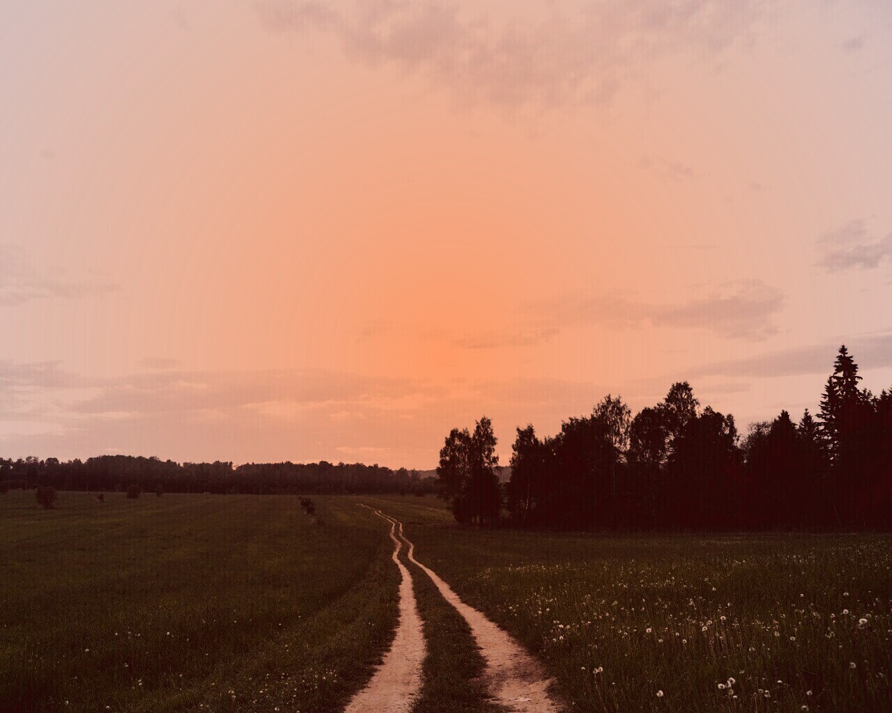 Дорога к лесу обои