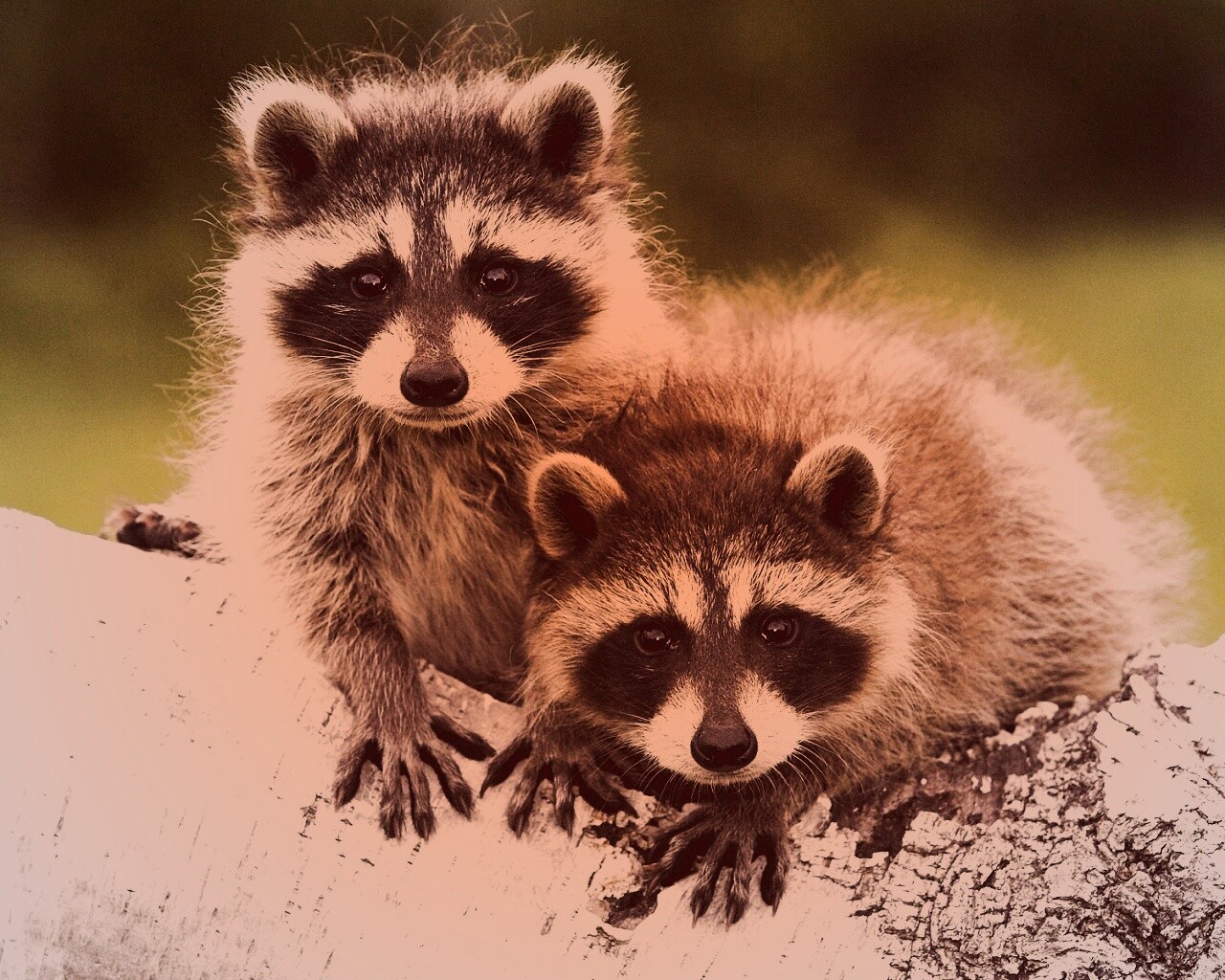 Полосатики обои