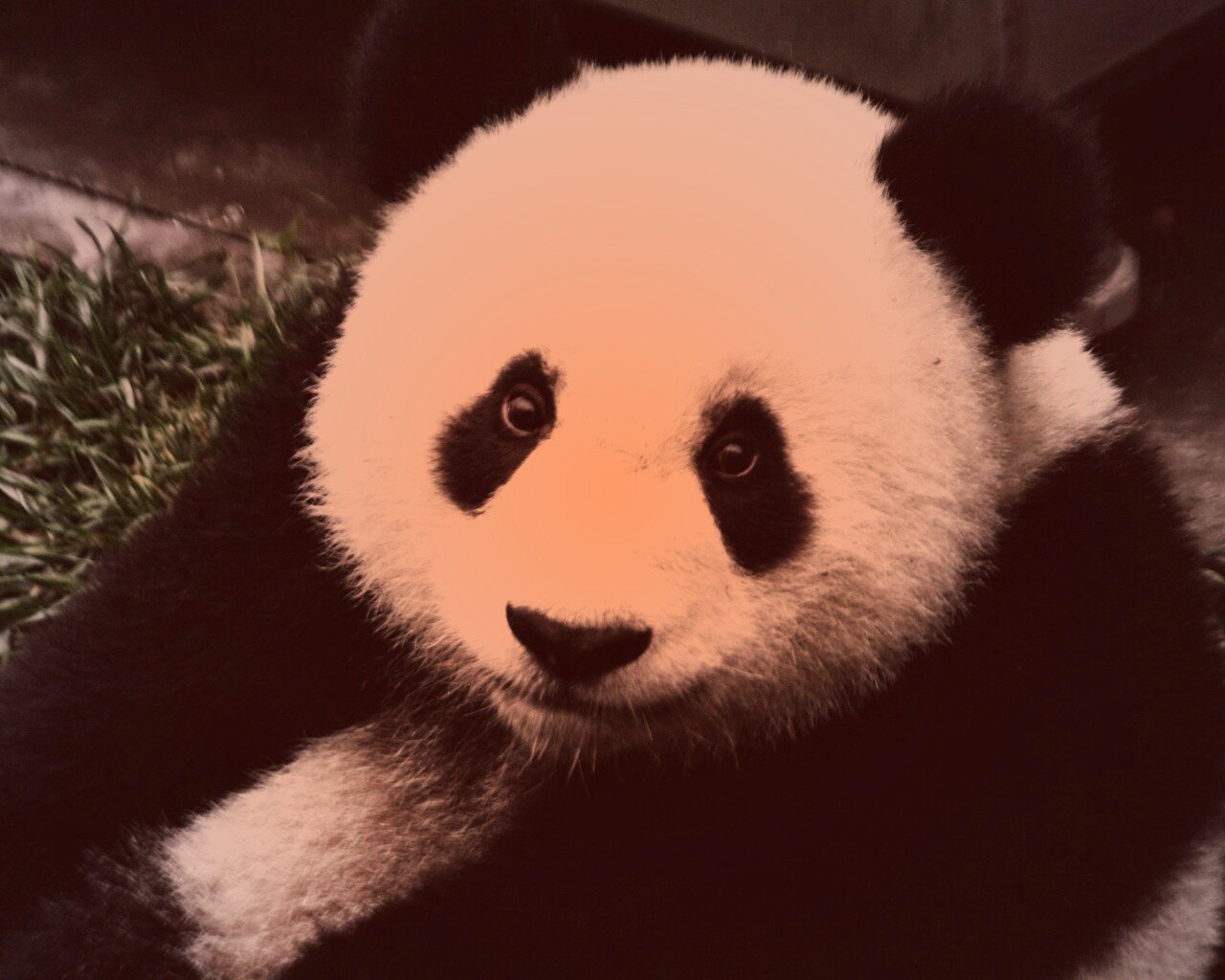 Взгляд.. обои