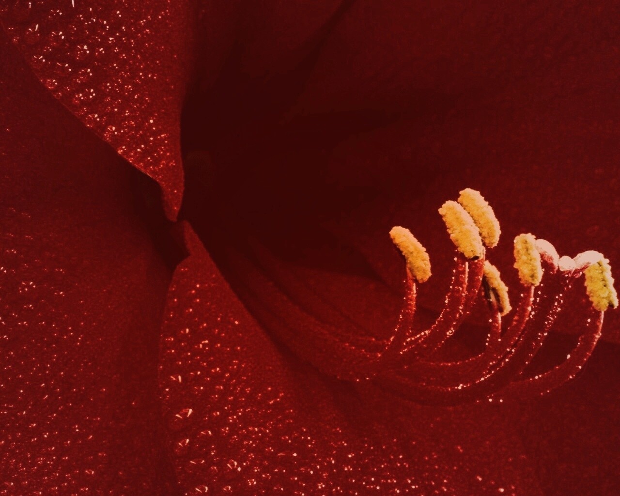 Красная манящая лилия обои