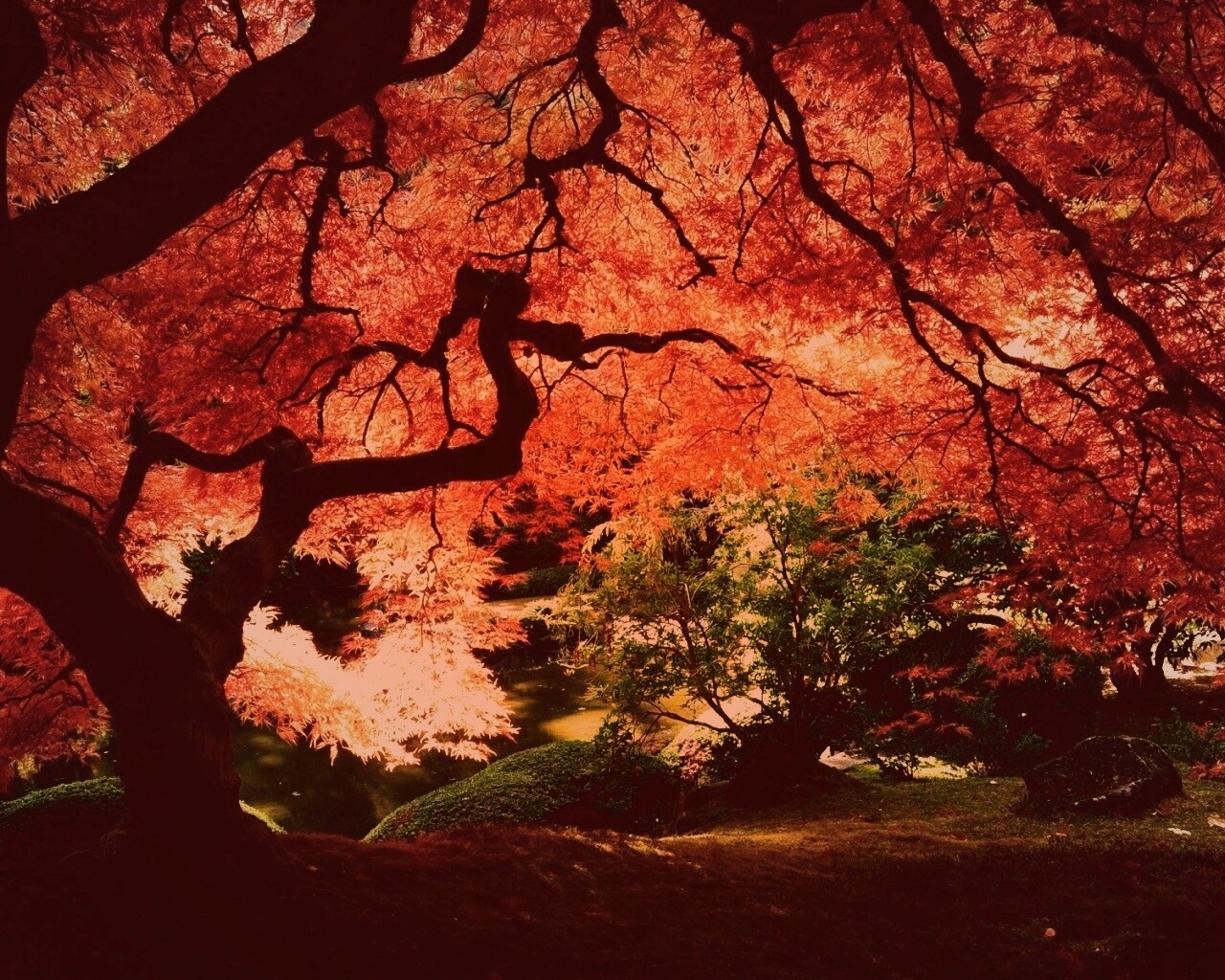 Под оранжевой кроной обои