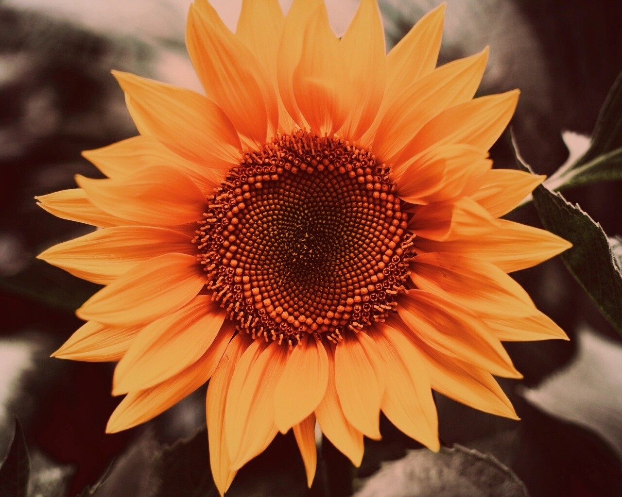 Подсолнух на поле обои