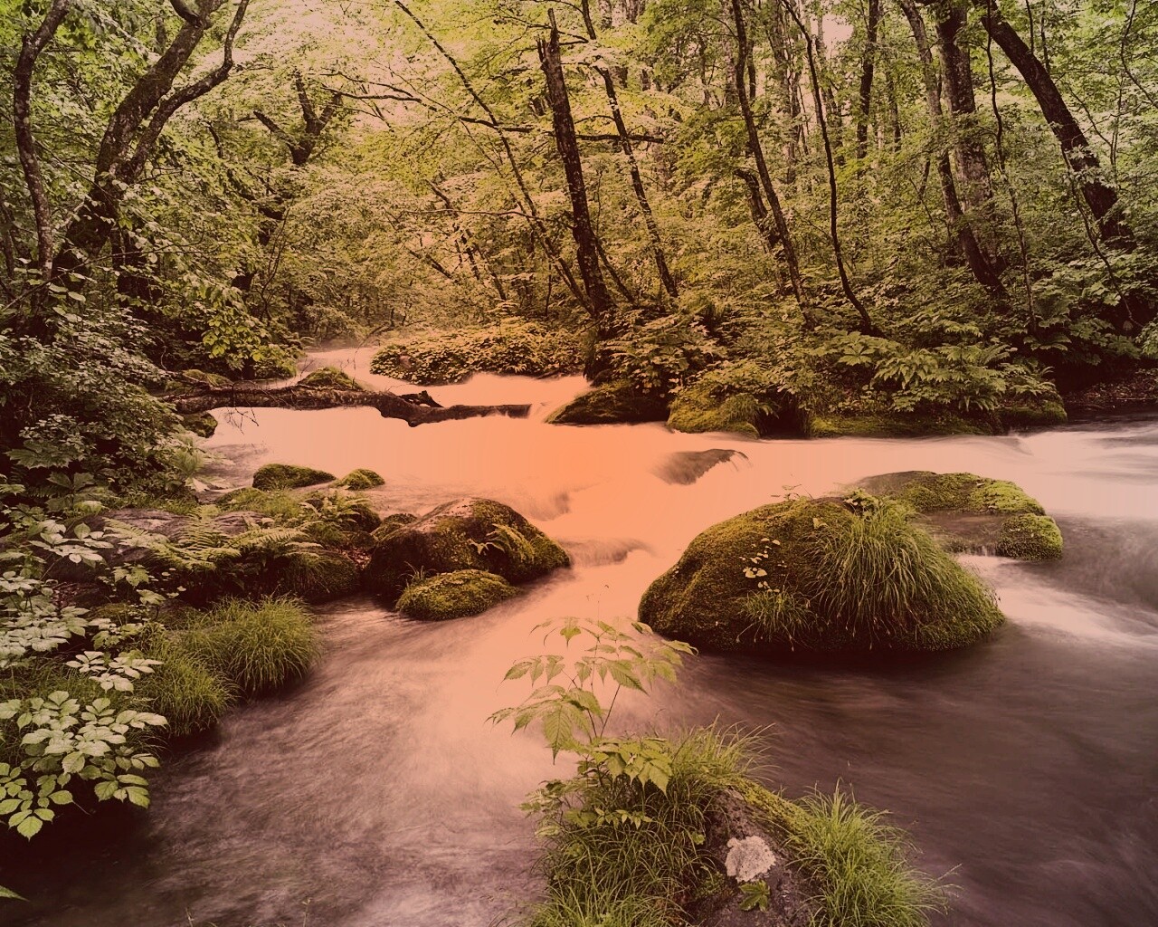 Лесная река обои