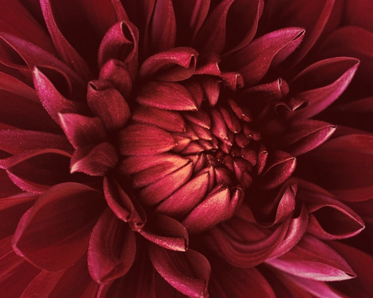 Цветок обои