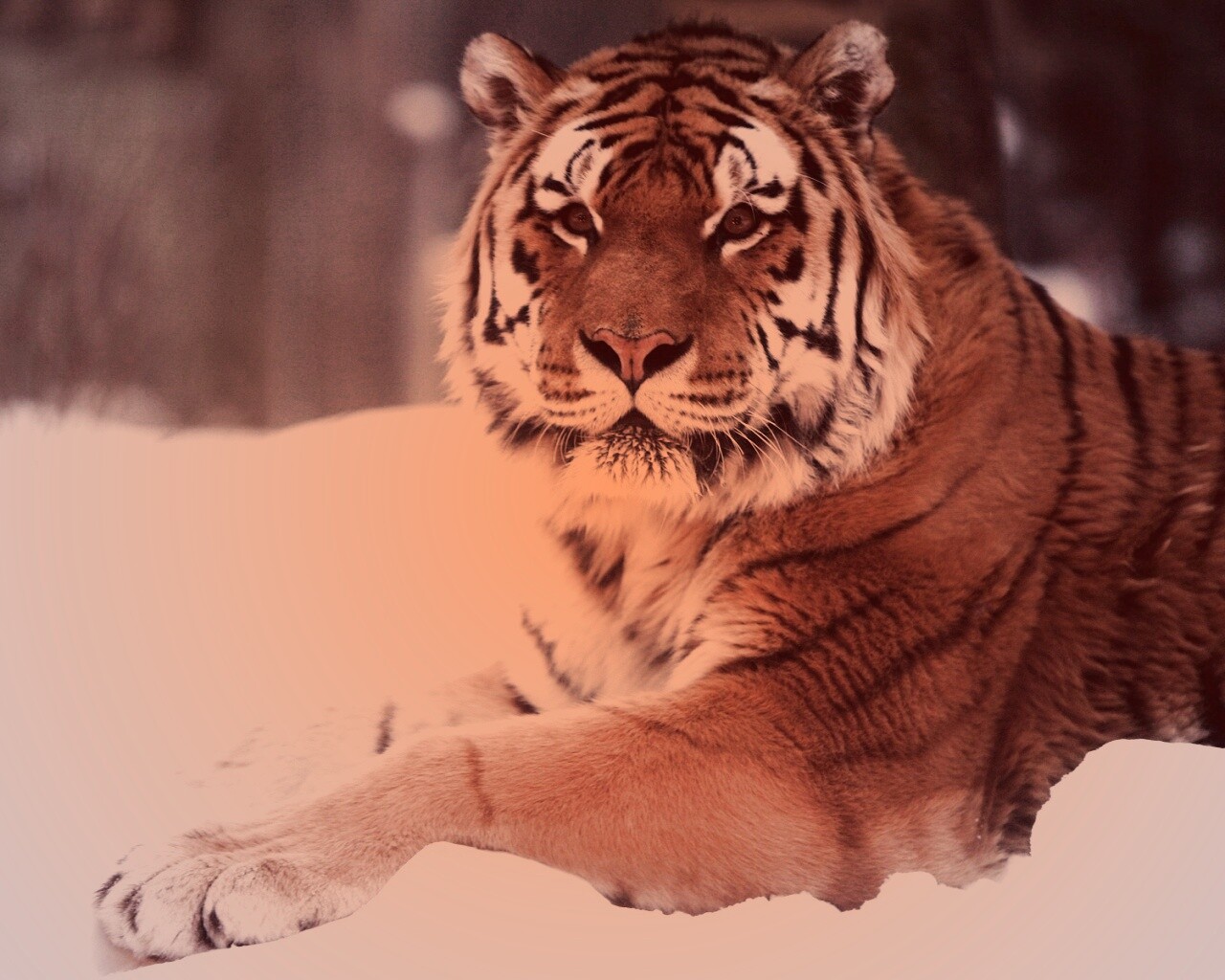 Тигр в снегу обои