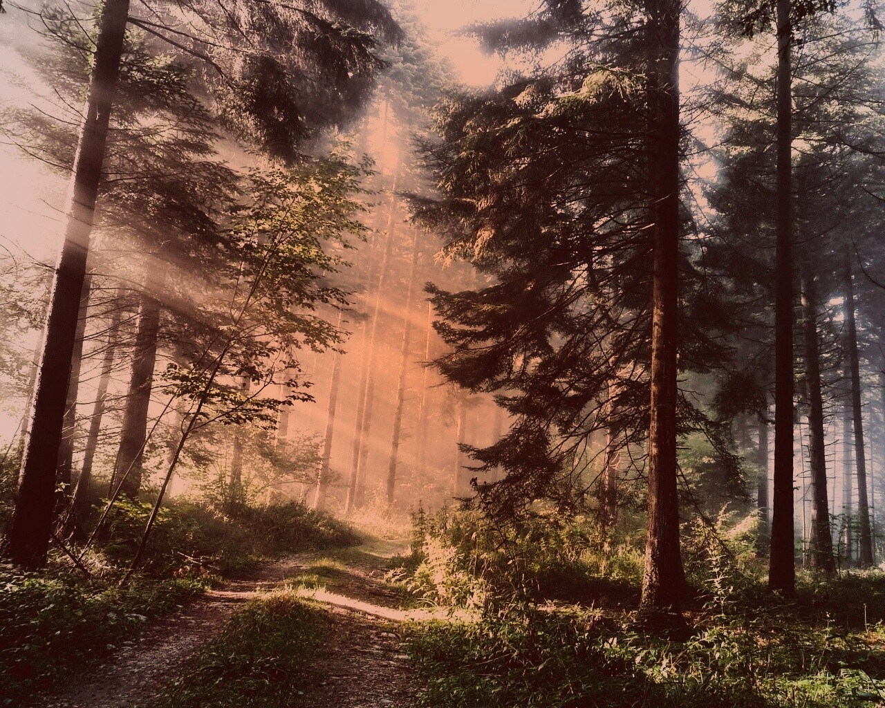 Тропа в лесу обои