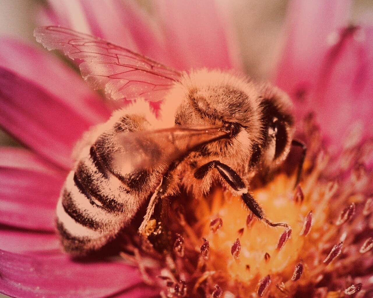 Пчела на цветке обои