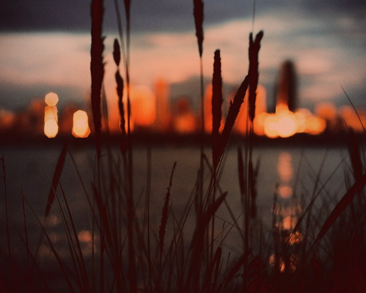Камыш на фоне вечерних огней обои