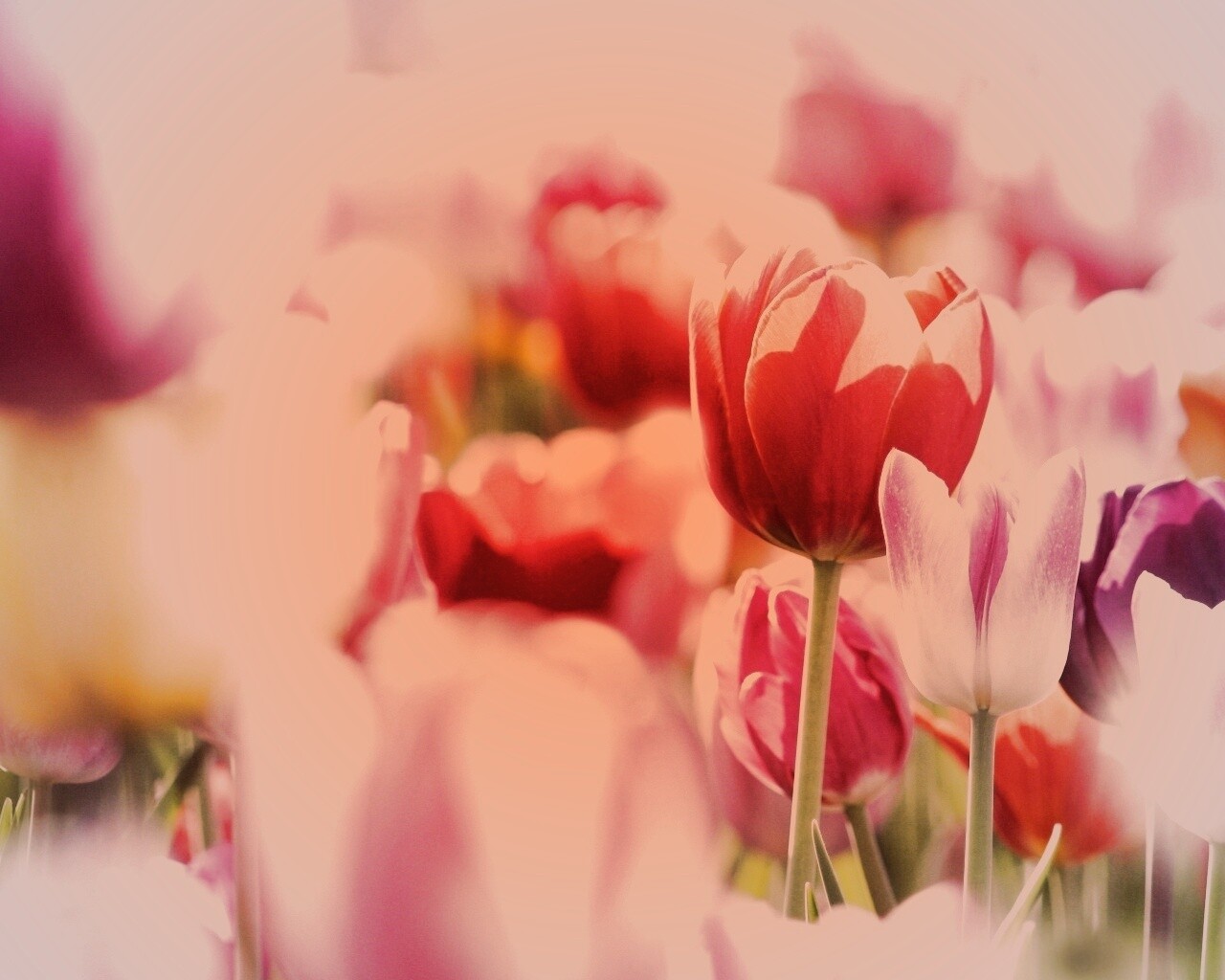 Красивые тюльпаны обои
