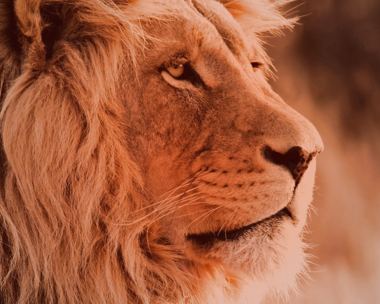 Лев обои