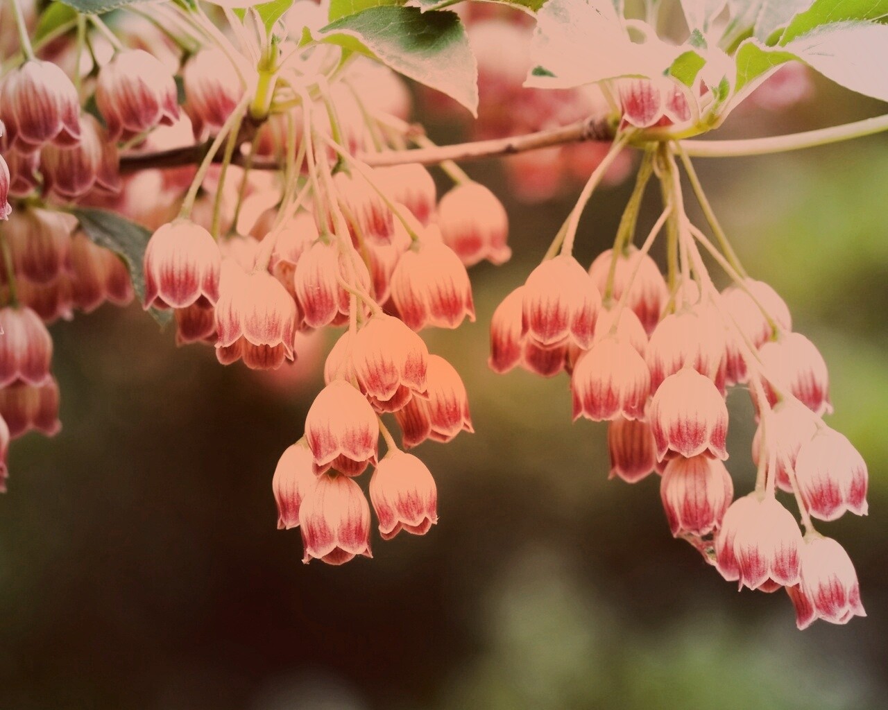Красные колокольчики обои