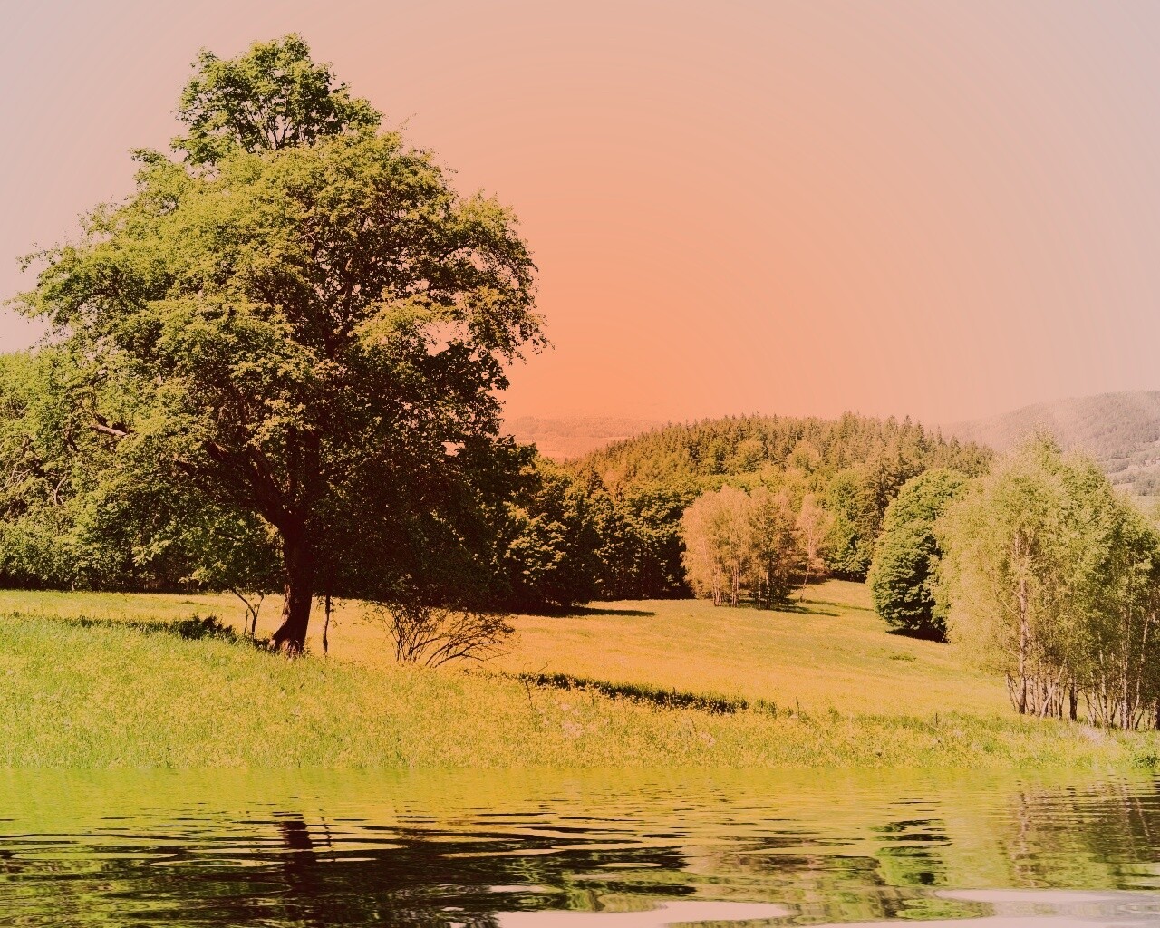 Дерево у воды обои