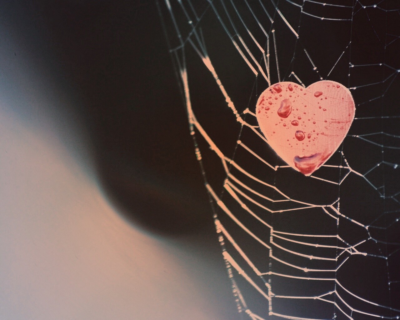 Сердце в паутине обои