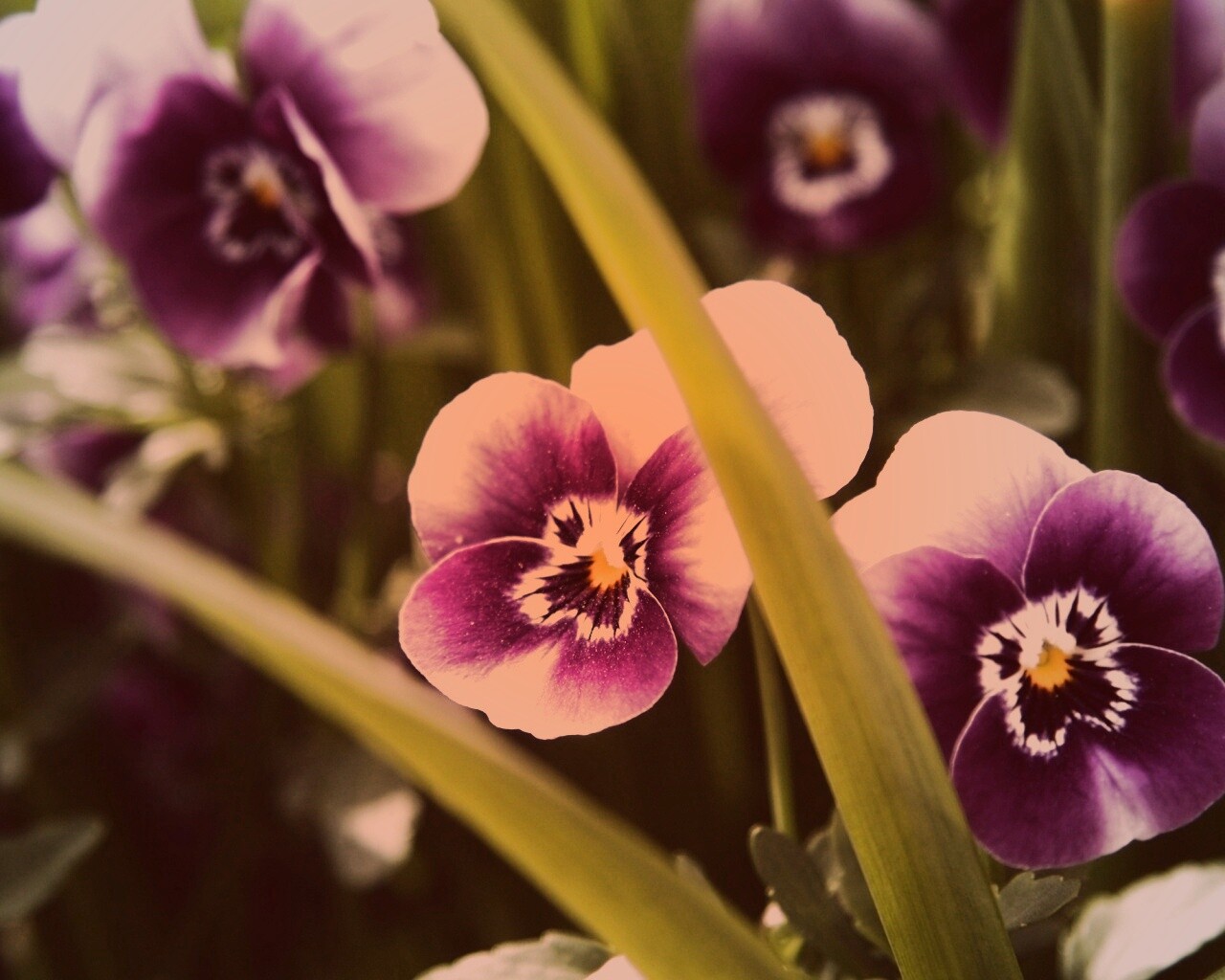 Анютины глазки обои