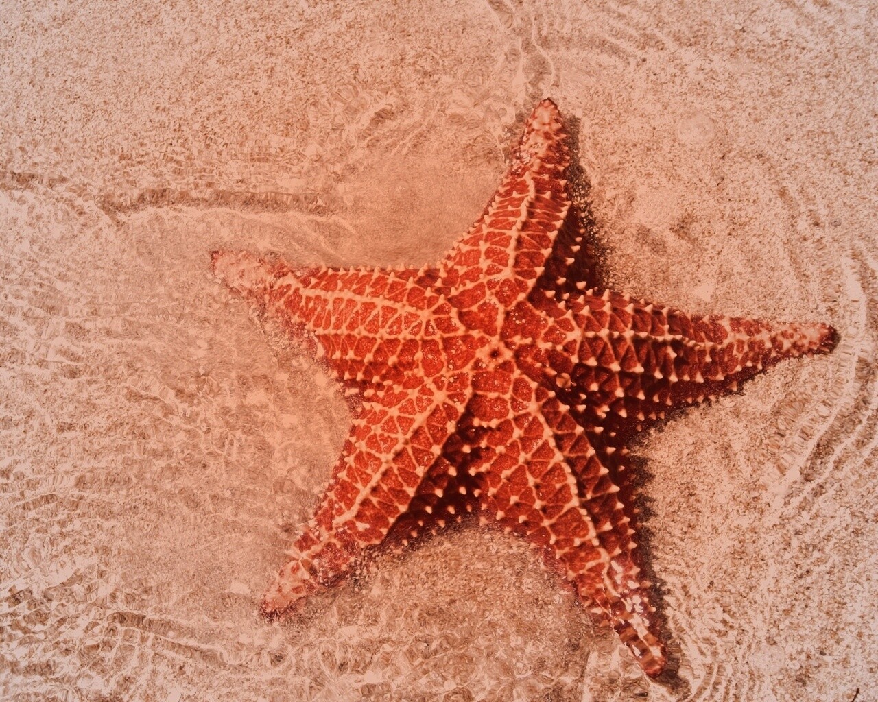 Морская звезда обои