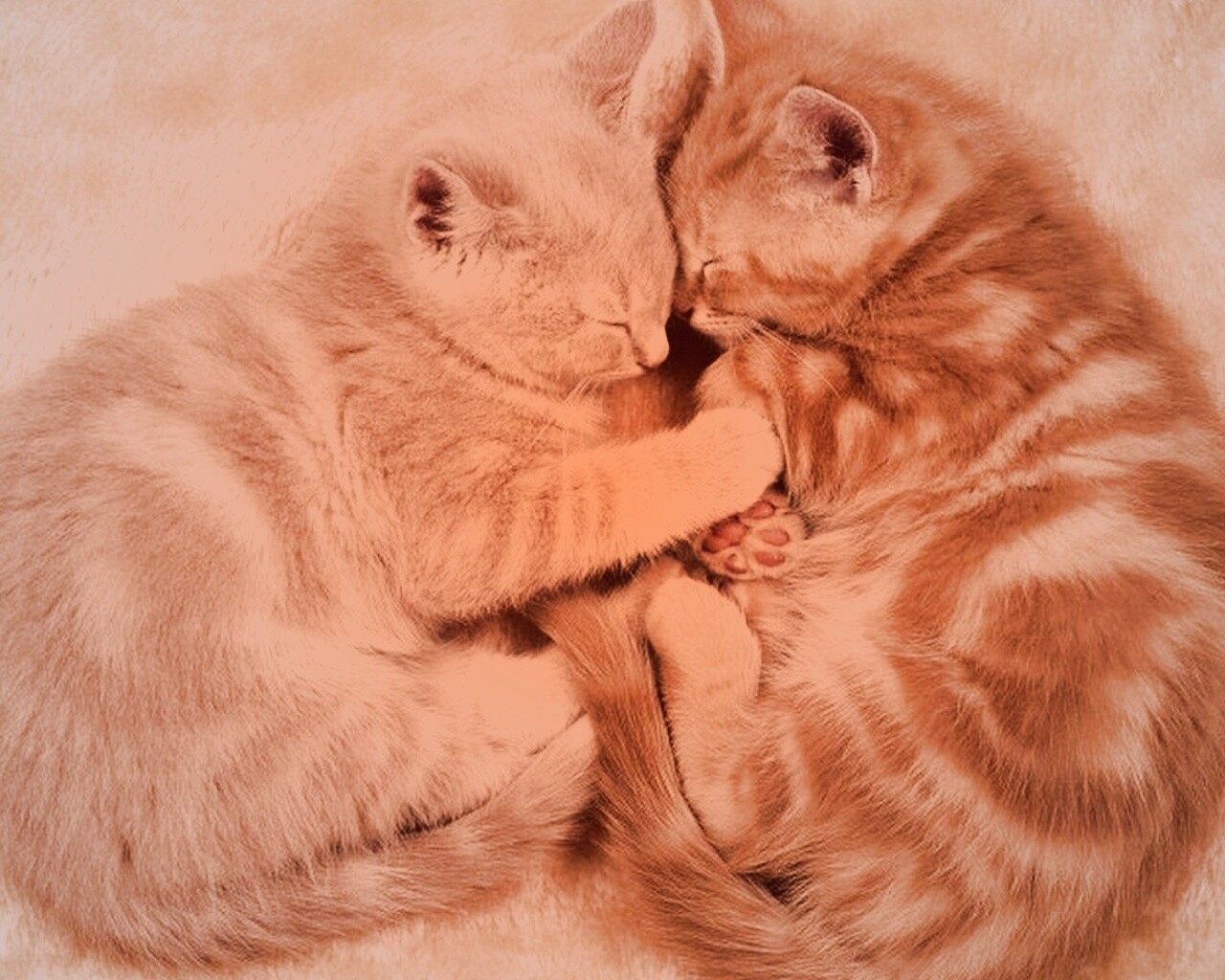 Рыжие котята в обнимку обои