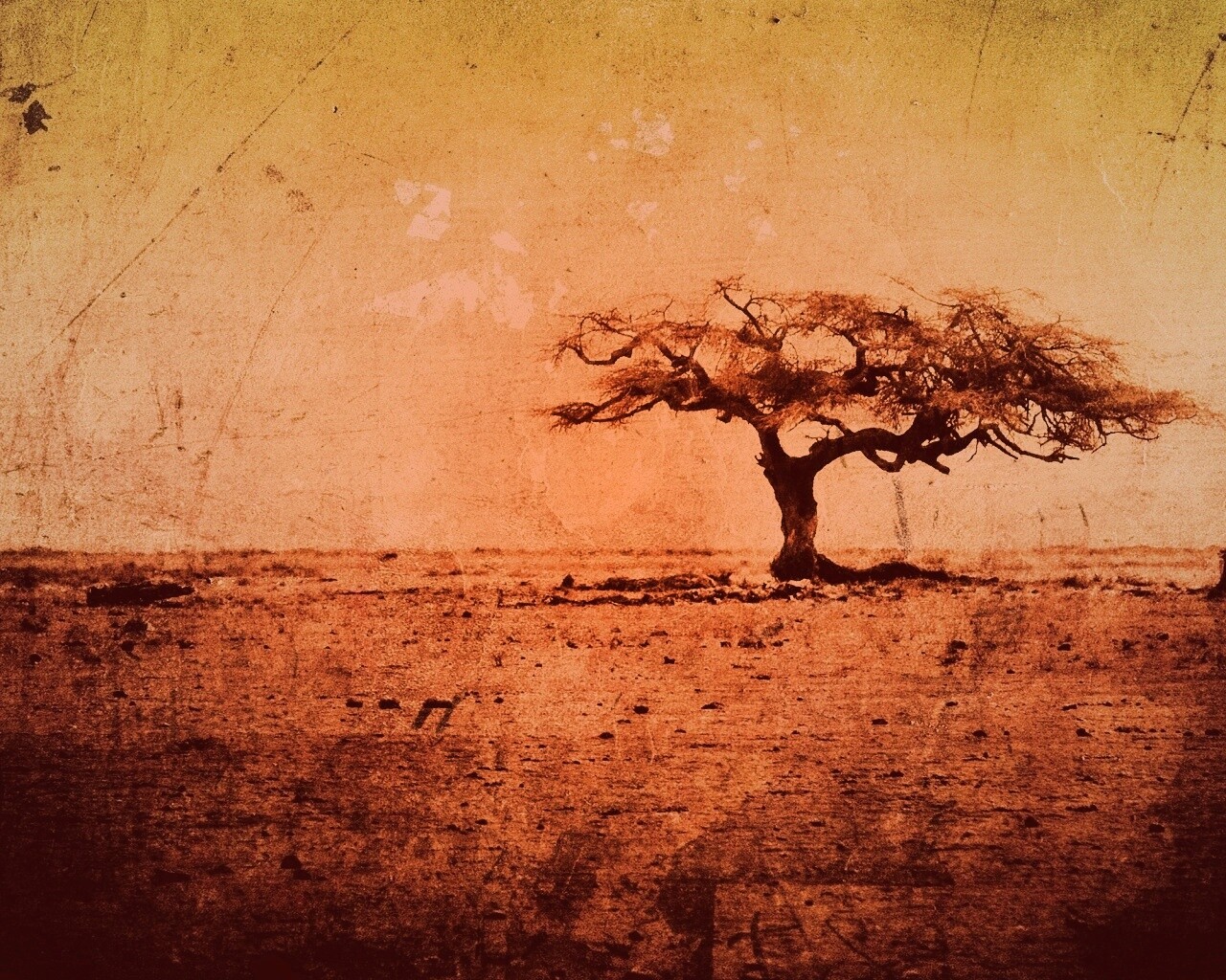 Гранжевое дерево в саванне обои