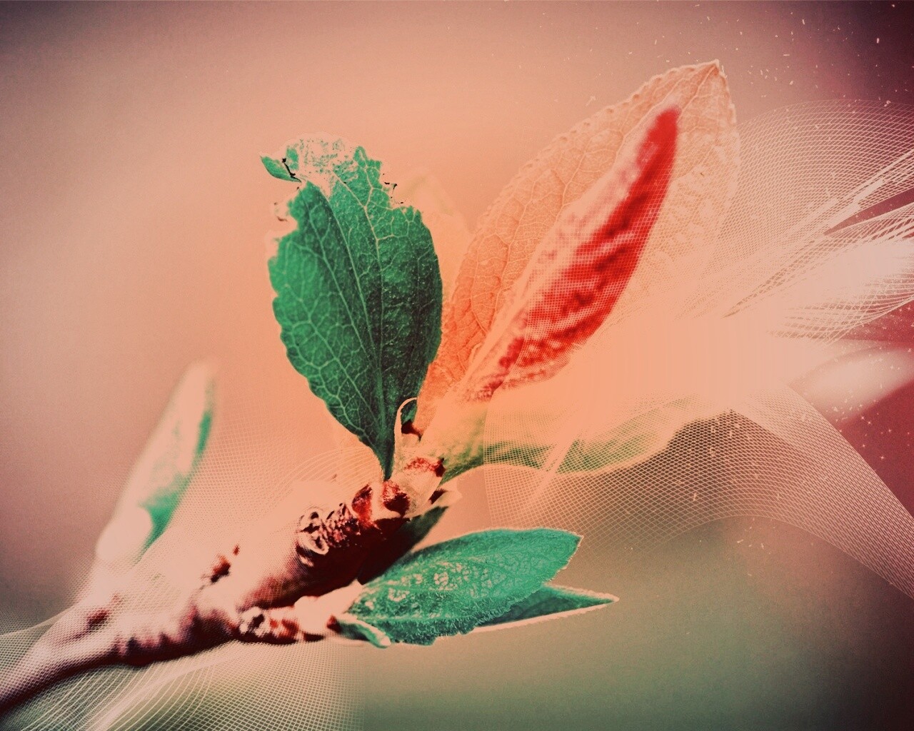 Разноцветные листья обои